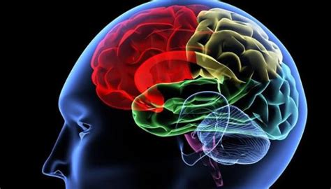 Dónde Almacena El Cerebro Los Recuerdos Fases De La Memoria