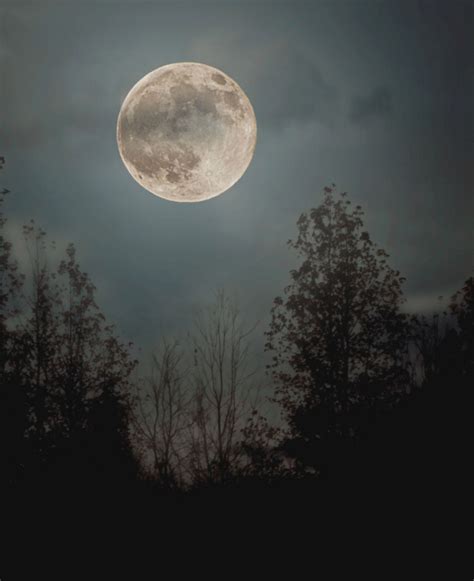 Full Moon Nature Forest Wild Woods Night Time Witching