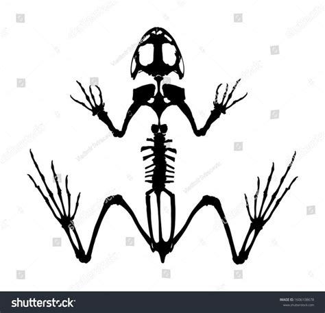 Frog Skeleton Vector Silhouette Isolated On White Background Animals