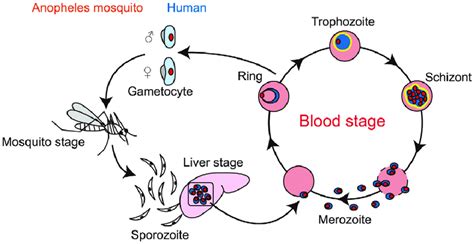 Life Cycle Of Plasmodium Falciparum Schematic Illustration Of The