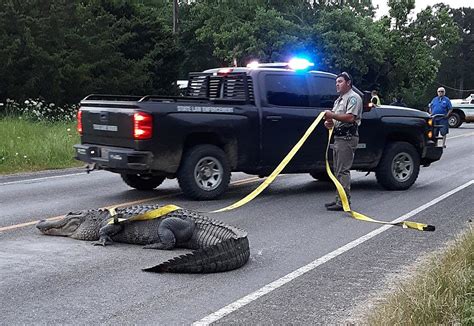Video Monster Alligator Blocks Livingston Area Traffic