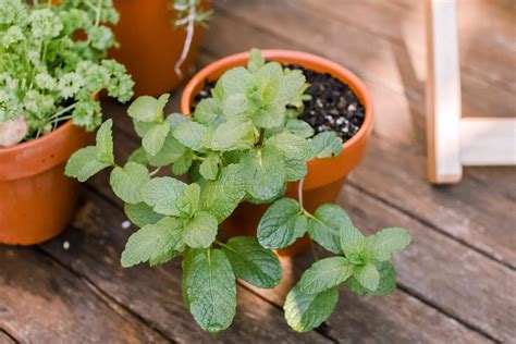 How To Grow Mint