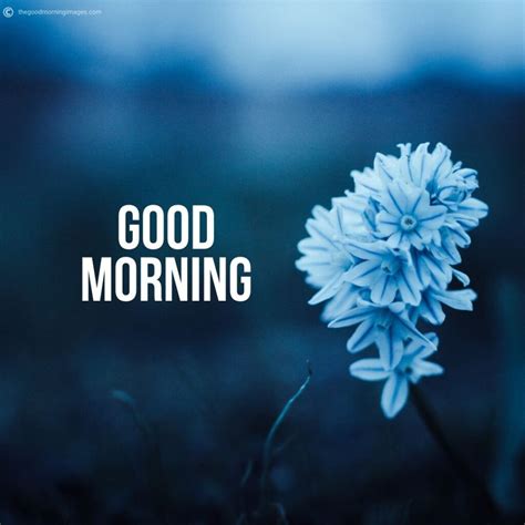 An Incredible Compilation Of 999 Hd Good Morning Images With Flowers