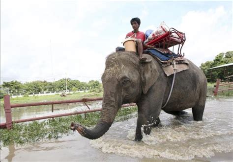Carne De Elefante Plato De Moda En Tailandia Actualidad Viajes