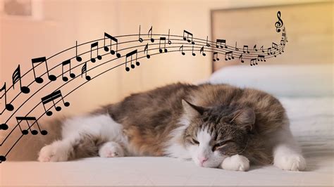 Hours Of Calming Music For Cats Relaxing Cat Music Purring Sound Youtube