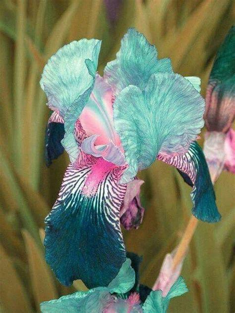 Beautiful Iris Iris Flowers Exotic Flowers Amazing Flowers