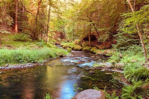 最も好ましい Peaceful Forest Scene 205528 Peaceful Forest Scene