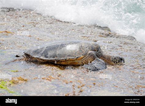 Green Sea Turtle Chelonia Mydas Laniakea Turtle Beach Oahu Hawaii