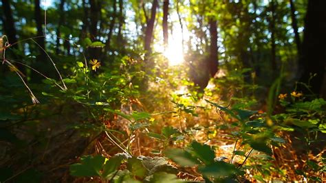 Sunlight Through Tree In Morningsun Beams Through Treecloseup Of Sun