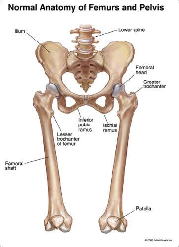 The muscles and fasciæ of the thigh. Just where is the Pelvis located? I broke mine 2 years ago ...