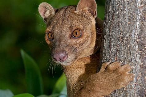 Fossa Animal Curiosidades Sobre O Felino De Madagascar Resumo