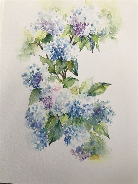 Hydrangeas By Sheila Mcadam One Of My Favourites Floral Painting