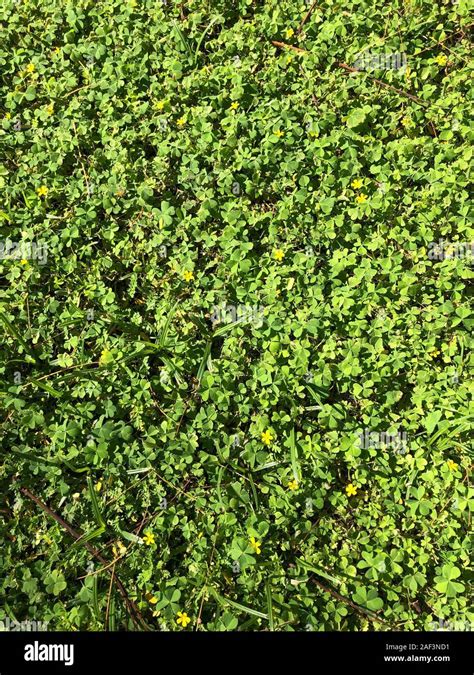 Clover Texture Hi Res Stock Photography And Images Alamy