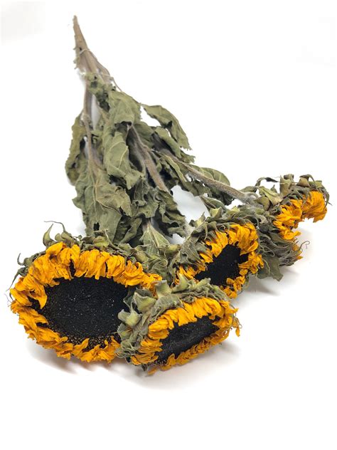 We did not find results for: Dried Sunflowers Sunflowers Yellow Orange Summer Flowers ...