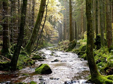 Western European Broadleaf Forests One Earth