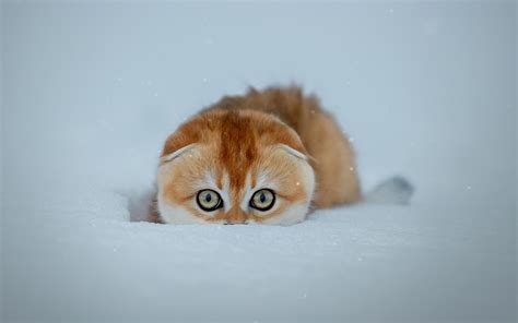 Wallpaper Cold Cute Stare Kitten Snow Resolution1920x1200 Wallpx