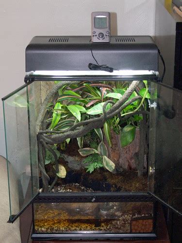 To begin, white's tree frog is among the few pet frogs suitable for a newbie pet frog owner. Indonesian White's tree frog tank | 18 x 18 x 24 Exo-Terra ...