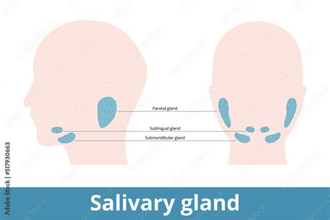 Salivary Gland Glands That Make Saliva Their Schematic Location