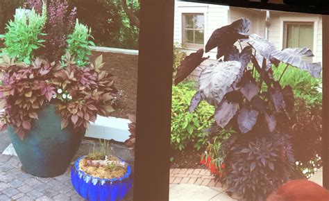 Specialties:landscape construction & landscape maintenance. Example of "Color Echo" (With images) | Garden design ...