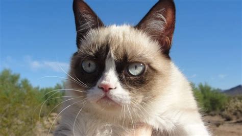 34 Grumpy Cat Wallpapers Hd