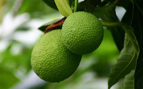 What Is Breadfruit How To Eat And Cook Breadfruit Parade