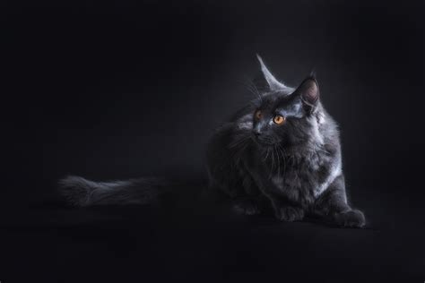 Black Cat 5k Hd Animals 4k Wallpapers Images