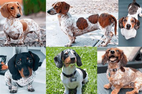 Piebald Dachshund Temperament Health Costs And Pictures