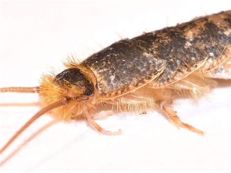 We did not find results for: Get Rid of Silverfish - Silverfish Infestation & Control