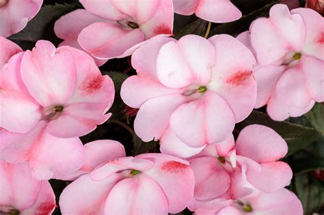 Impatiens Sunpatiens Compact Pink Candy