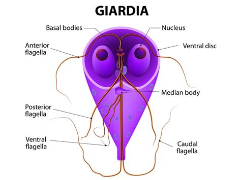 Giardiasis Treatment For Humans Bruin Blog