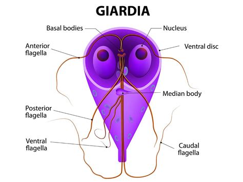 Worldwide Water Contamination Giardia Lamblia Biorez Wellness