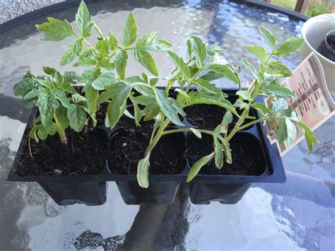 Tomato Six Variety Six Pack A Great Way To Buy Tomato Plants Mink