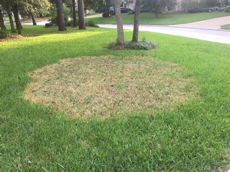 Whats Wrong With My Lawn Experts Offer Grass Disease Solutions