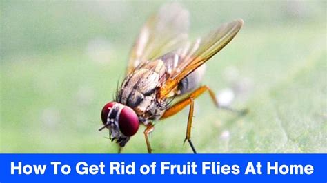 10 Easy Tips How To Get Rid Of Fruit Flies At Home 2024
