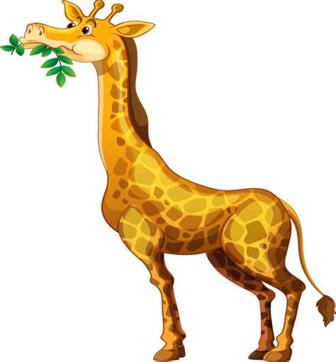 Giraffe Eating Leaves Illustrations Royalty Free Vector Graphics