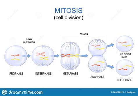 Mitosis Cell Division Stock Vector Illustration Of Mitosis 260290521