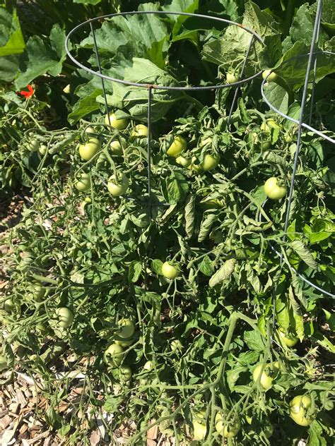 Remarkable Farms Early And Ultra Early Tomatoes And Garden Video Tour