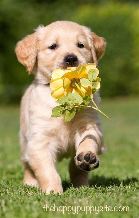 Puppy Love Wallpapers Wallpaper Cave