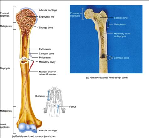 How does the human body work? Chapter 6 osseous tissue and bone structures - Human ...