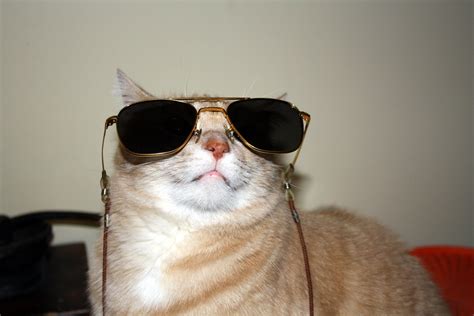 cool cat wearing aviator sunglasses i dl flickr