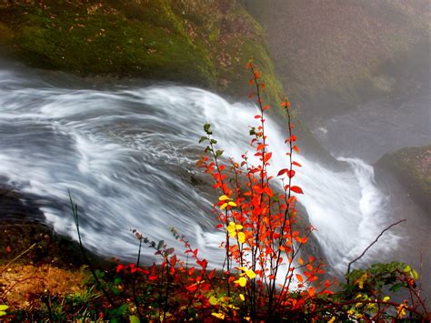 Wallpaper Bushes Autumn Water Stream River Leaves Yellow