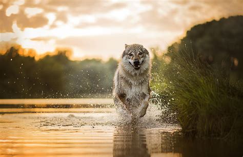 Hd Wallpaper Gray Wolf Running Dog Nature Water Animals Animal