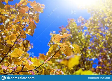 Colorful Autumn Landscape Background With Orange And Yellow Leaves