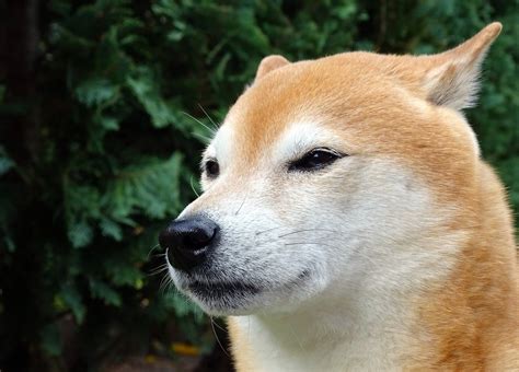 Chainlink, ETC, Dogecoin Price Analysis: 18 August ...