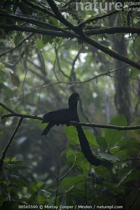 Nature Picture Library Long-wattled Umbrellabird (Cephalopterus 