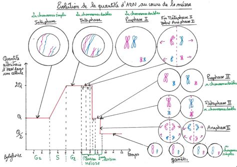 Rappels Indispensables De Génétique