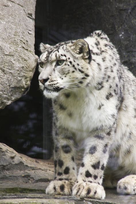 Snow Leopard Marwell Zoo Nr Winchester Hampshire Sic Itur Ad