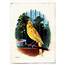 Vintage Clip Art  Sweet Canary In Cage The Graphics Fairy