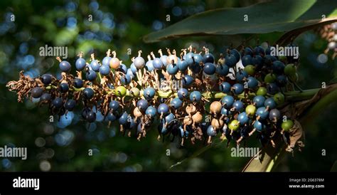 Bush Tucker Berries Hi Res Stock Photography And Images Alamy