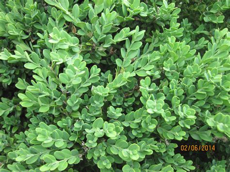 Buxus Microphylla Var Koreana Sinica Winter Beauty Pépinière